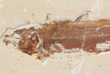 Cretaceous Fossil Fish (Osmeroides) - Hakel, Lebanon #163091-1